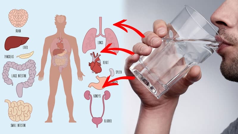 CẢI THIỆN HỆ TIÊU HÓA TỪ VIỆC UỐNG NƯỚC